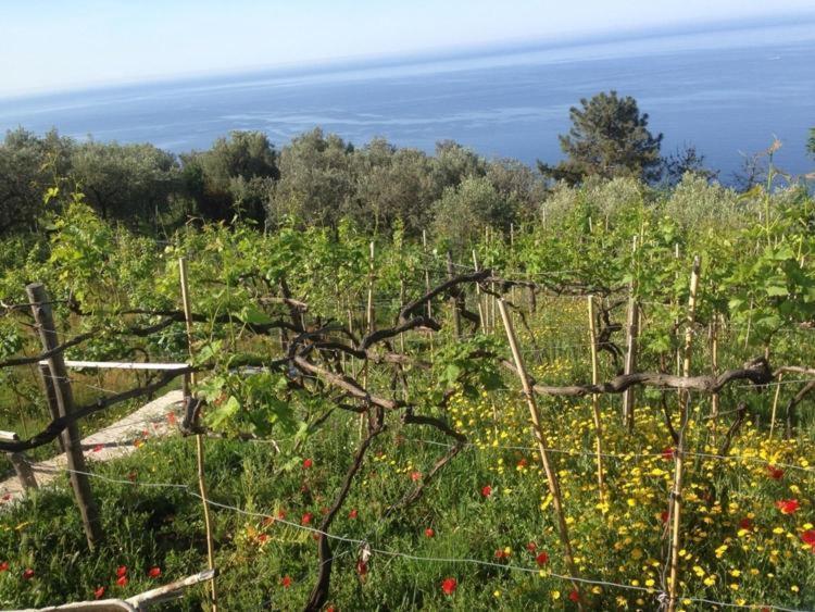 Il Nettare Agriturismo Villa Riomaggiore Esterno foto