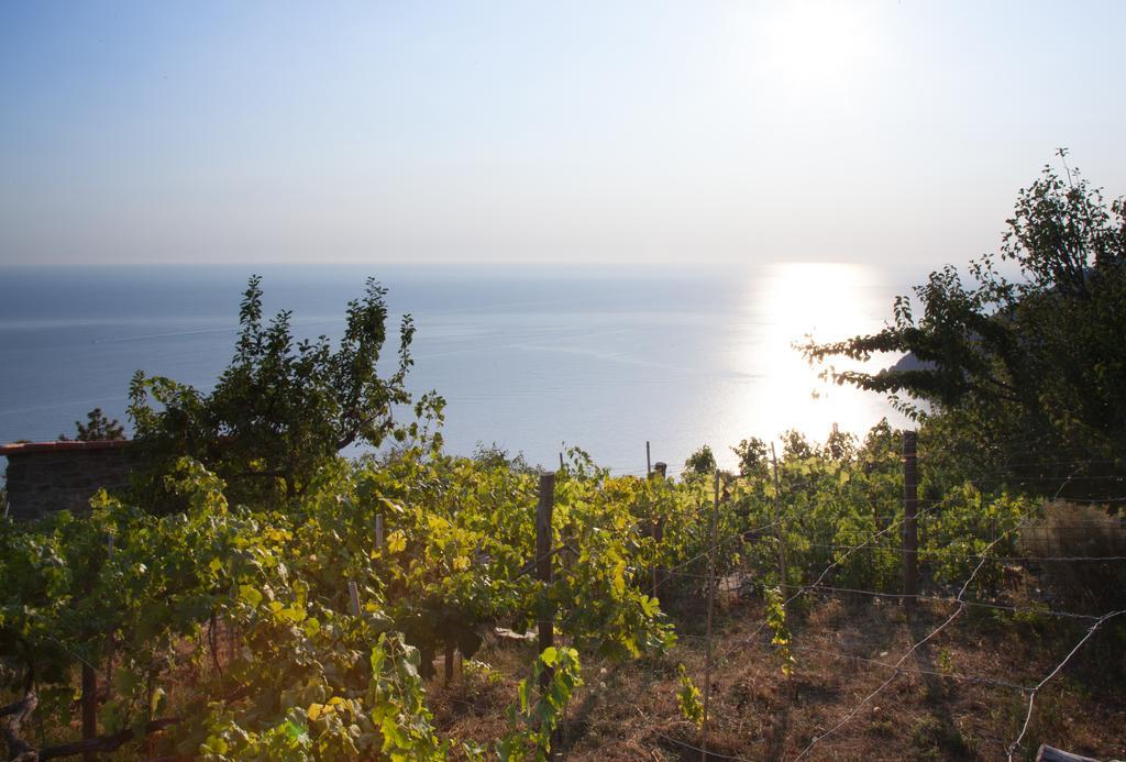 Il Nettare Agriturismo Villa Riomaggiore Esterno foto